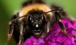 Šta učiniti ako ugrize bumbarbee?